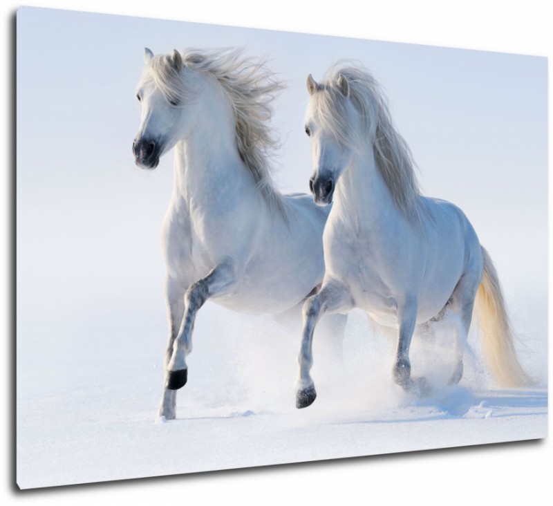 Obraz białe konie