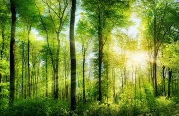 Fototapeta - promienie słoneczne wśród drzew - obrazek 2