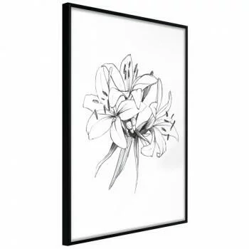 Plakat - Szkic lilii