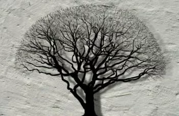 Fototapeta 3D - czarne drzewo - obrazek 2