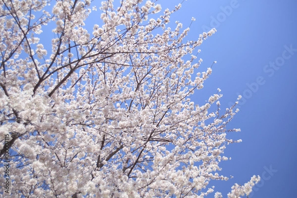 Fototapeta サクラ