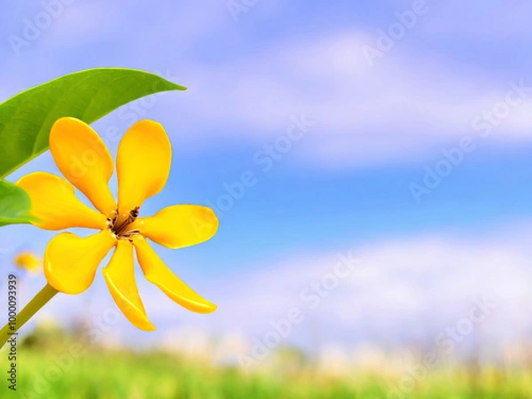 Fototapeta A vibrant yellow flower set against a serene blue sky, providing ample space for your desired text. This image showcases the Gardenia mutabilis in all its glory.
