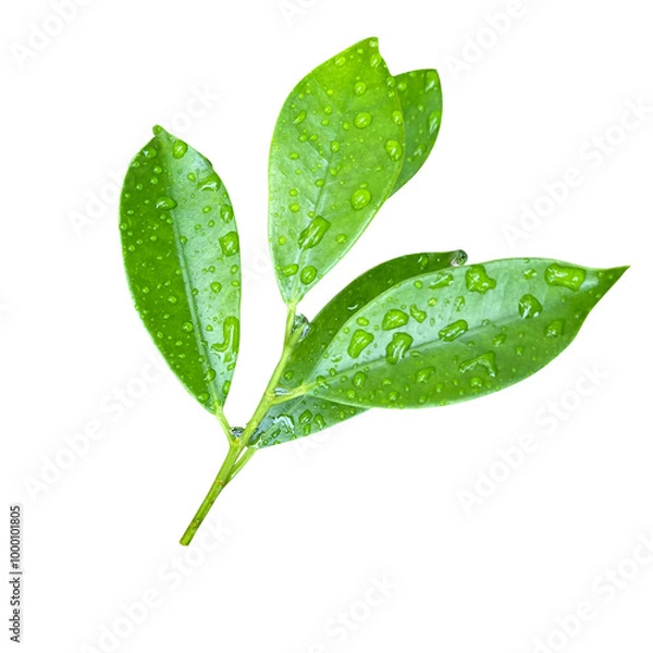 Obraz Bright green leaf branch with dewdrops on fresh, glossy leaves ‘s on transparent background, perfect for nature, wellness, or eco-themed projects. PNG