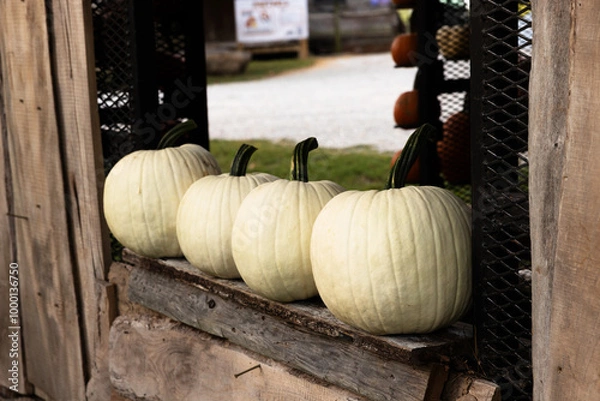 Fototapeta White Pumpkins On Old Building Windowsill
