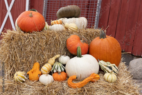 Fototapeta Pumpkins and Gourds On Hay Bales On The Farm