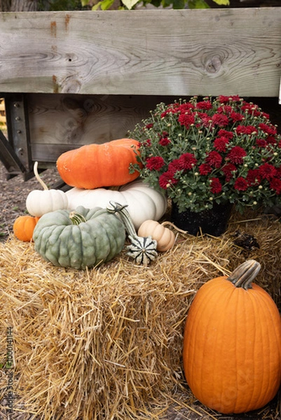 Fototapeta Fall Pumpkins At Farm On Display