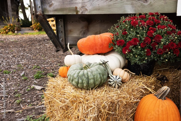 Fototapeta Fall Pumpkins and Mums On Hay Bales
