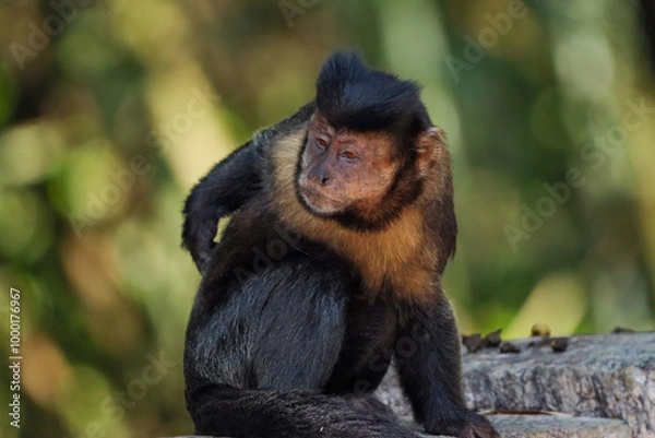 Fototapeta Rio de Janeiro, RJ, Brazil, 09.25.2024 - Capuchin monkey at Emperor's Table viewpoint, belvedere inside Tijuca Forest National Park