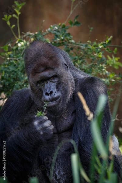 Obraz male gorrila portrait