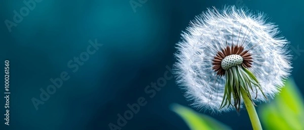 Fototapeta  A dandelion flower with a green stem, closely framed Background softly blurred, blue hued