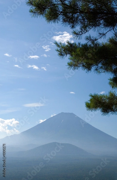 Fototapeta mount fuji with pine tree