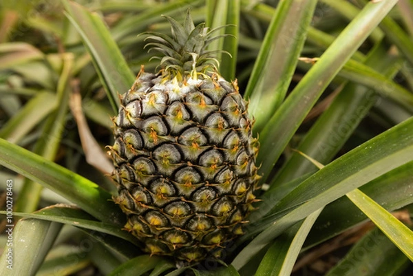 Fototapeta Pineapple cultivation plantation on pineapple fruit growing close up view in the green house