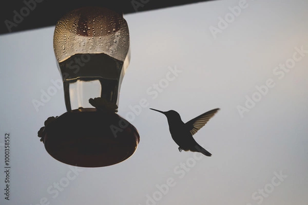 Fototapeta Silhouette of hummingbird by feeder