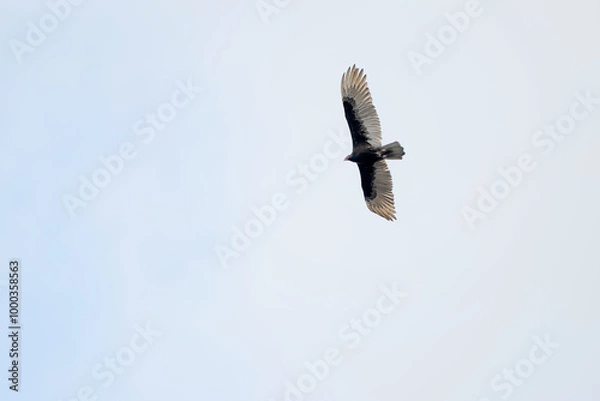 Fototapeta Turkey Vulture flying in the sky