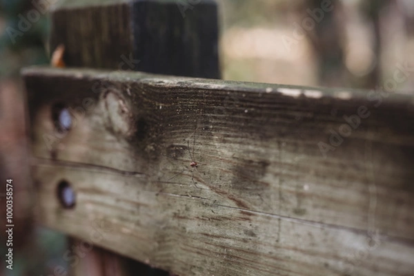 Fototapeta Close up of Red Spider with long legs on a wooden fence