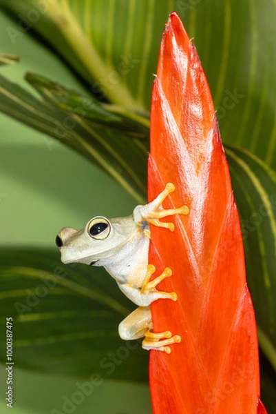 Obraz emerald eye tree frog on red flower