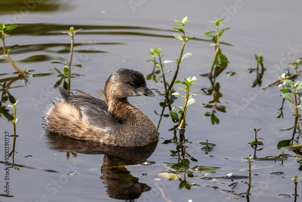 Obraz Pied billed grebe in florida marsh