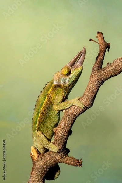 Obraz Jacksons three horned chameleon