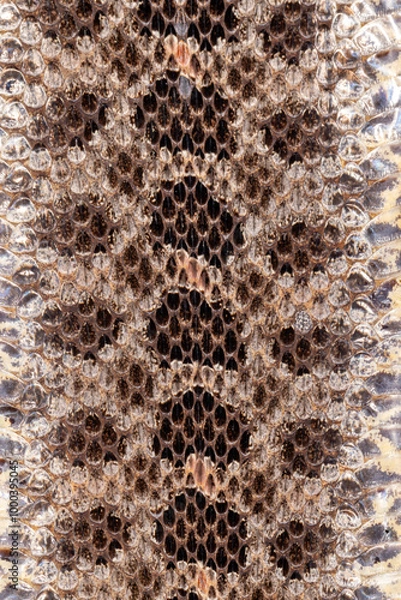 Obraz Copperhead snake skin