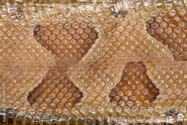 Obraz Copperhead snake skin