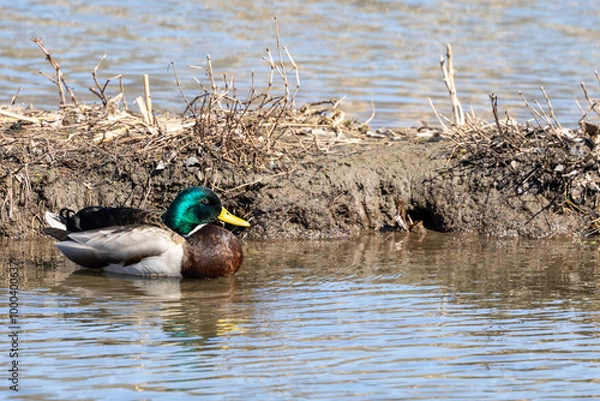 Obraz Mallard duck swimming in pond