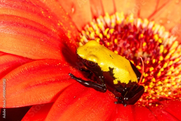 Obraz Yellow splash dart frog on orange flower