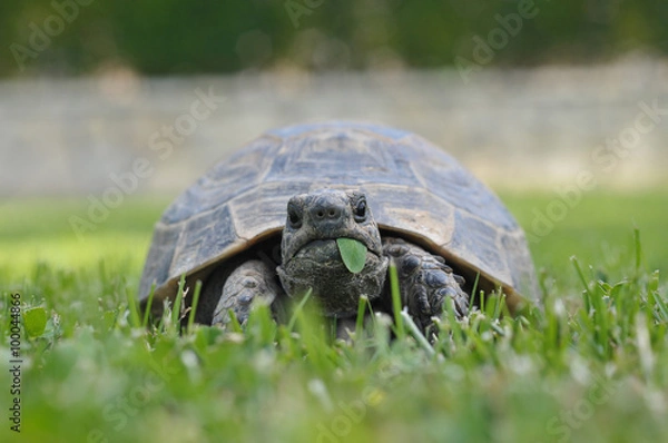 Obraz turtle isolated on white background
