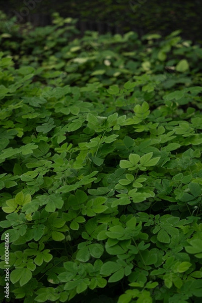 Obraz Vertical frame of green foliage background with light and shadow