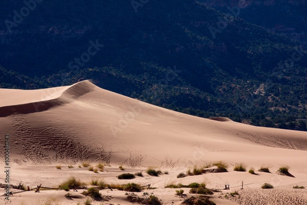 Obraz Coral Pink Sand Dunes State Park in Utah, USA