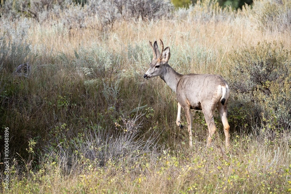 Obraz Mule deer in Theodore Roosevelt National Park, North Dakota