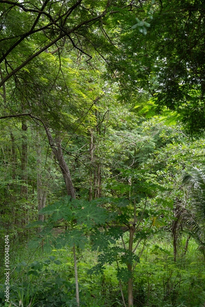 Fototapeta Vertical frame of green several tree with light and shadow