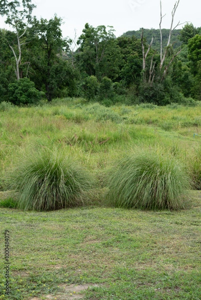 Fototapeta Vetiver field and bush with other plant and sky, protecting soil surface from erosion
