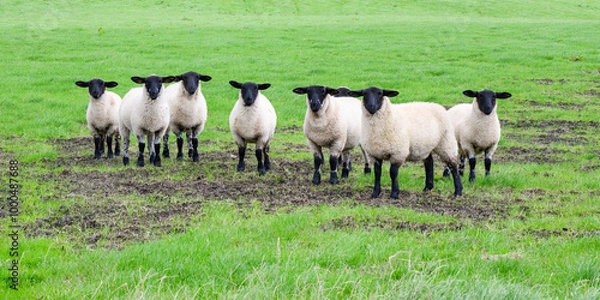 Fototapeta Black faced sheep standing in line on green farm field with ears out