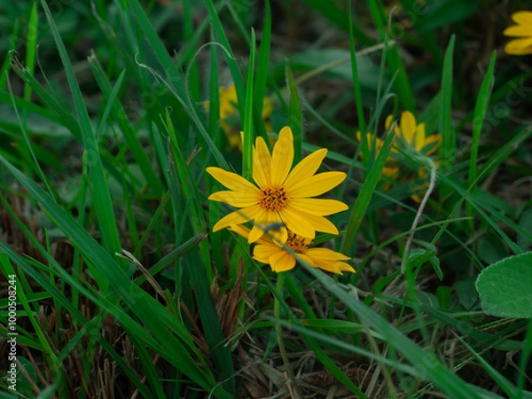 Fototapeta margarita