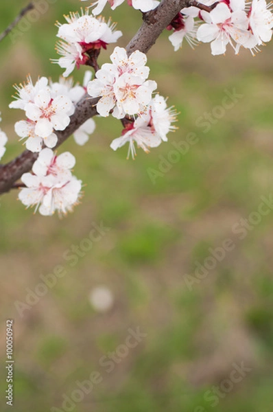 Obraz Cherry blossoms 