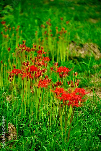 Fototapeta 彼岸花