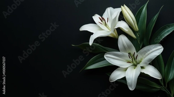 Obraz Elegant white lilies on a dark background, symbolizing beauty and tranquility.