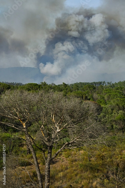 Obraz Old burnt pine tree in front of a wild bushfire in the Plaine des Maures, France