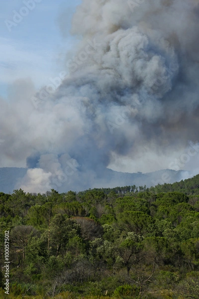 Fototapeta Wildfire in the Massifs des Maures, South of France