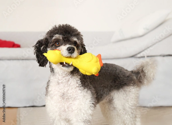 Obraz Playful dog with squeaky toy in mouth looking at camera. Cute fluffy puppy dog with plastic duck waiting for owner to play. Dog playtime. Female miniature poodle, black and white. Selective focus.