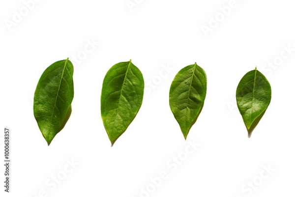 Obraz green leaves isolated on white background