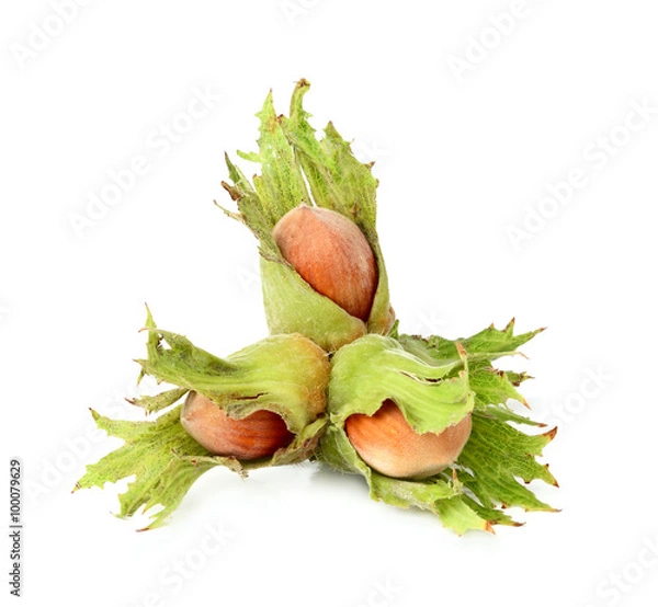 Obraz Fresh hazelnut closeup.