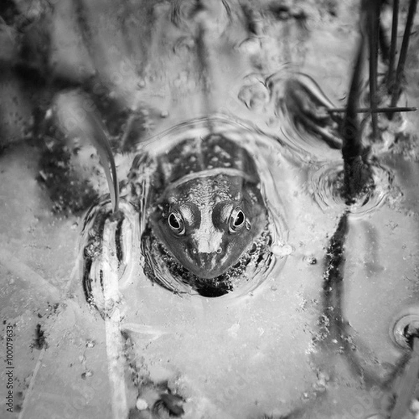 Fototapeta Frog in the water showing its head