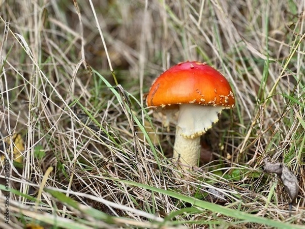 Fototapeta Mushroom not eatable closeup in mushrooming autumn season in Finnish forest