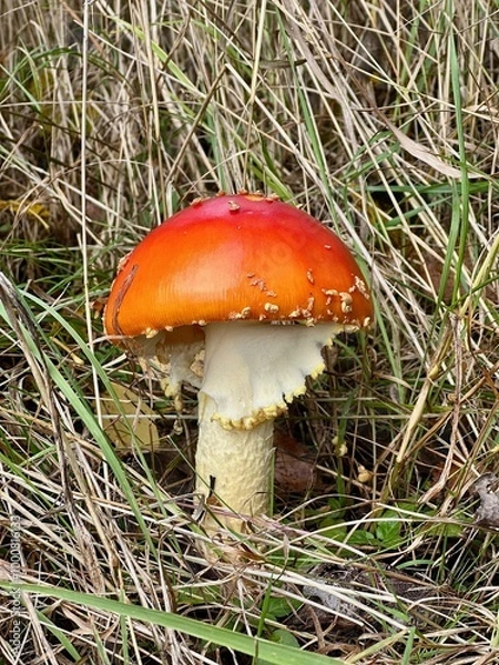 Fototapeta Mushroom not eatable closeup in mushrooming autumn season in Finnish forest