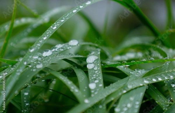 Fototapeta バックグラウンド：雨上がりの風景、一面の水滴がついた草