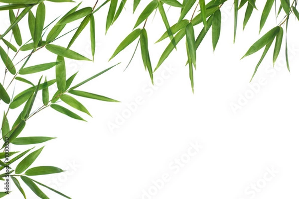 Fototapeta border  bamboo-leaves isolated on a white background.