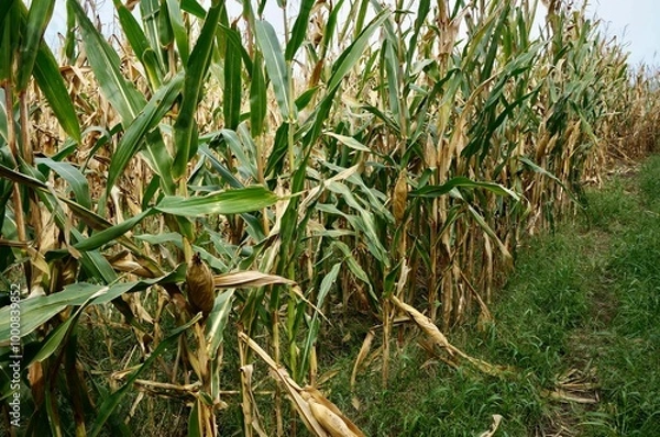 Fototapeta 枯れたトウモロコシの畑