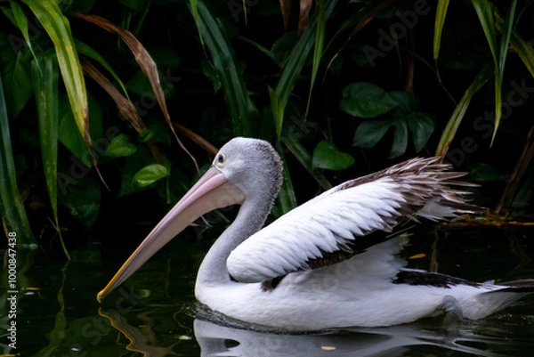 Fototapeta Australian pelican on the pond in the zoo. The Australian pelican (Pelecanus conspicillatus) is a large waterbird in the family Pelecanidae