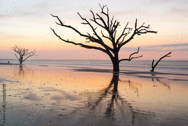 Fototapeta Live Oak trees on the beach during a colorful sunrise at Botany Bay, on Edisto Island near Charleston, South Carolina.  No longer living, the trees cling to eroding sand and reflect on the water.  
